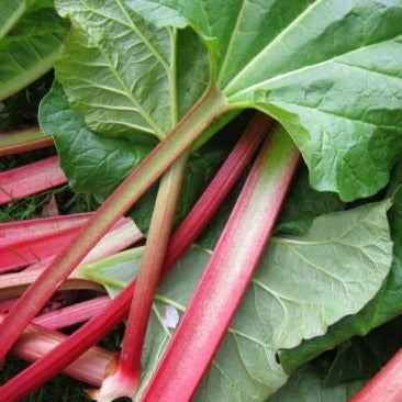  Victoria Red Rhubarb 25 Seeds-Perennial - Easy to grow :  Vegetable Plants : Patio, Lawn & Garden