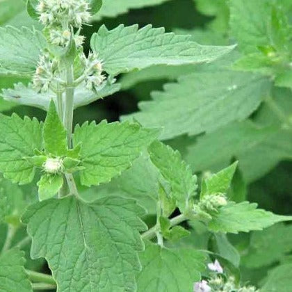 Catnip Seeds - Perennial Herb - 100+ Seeds