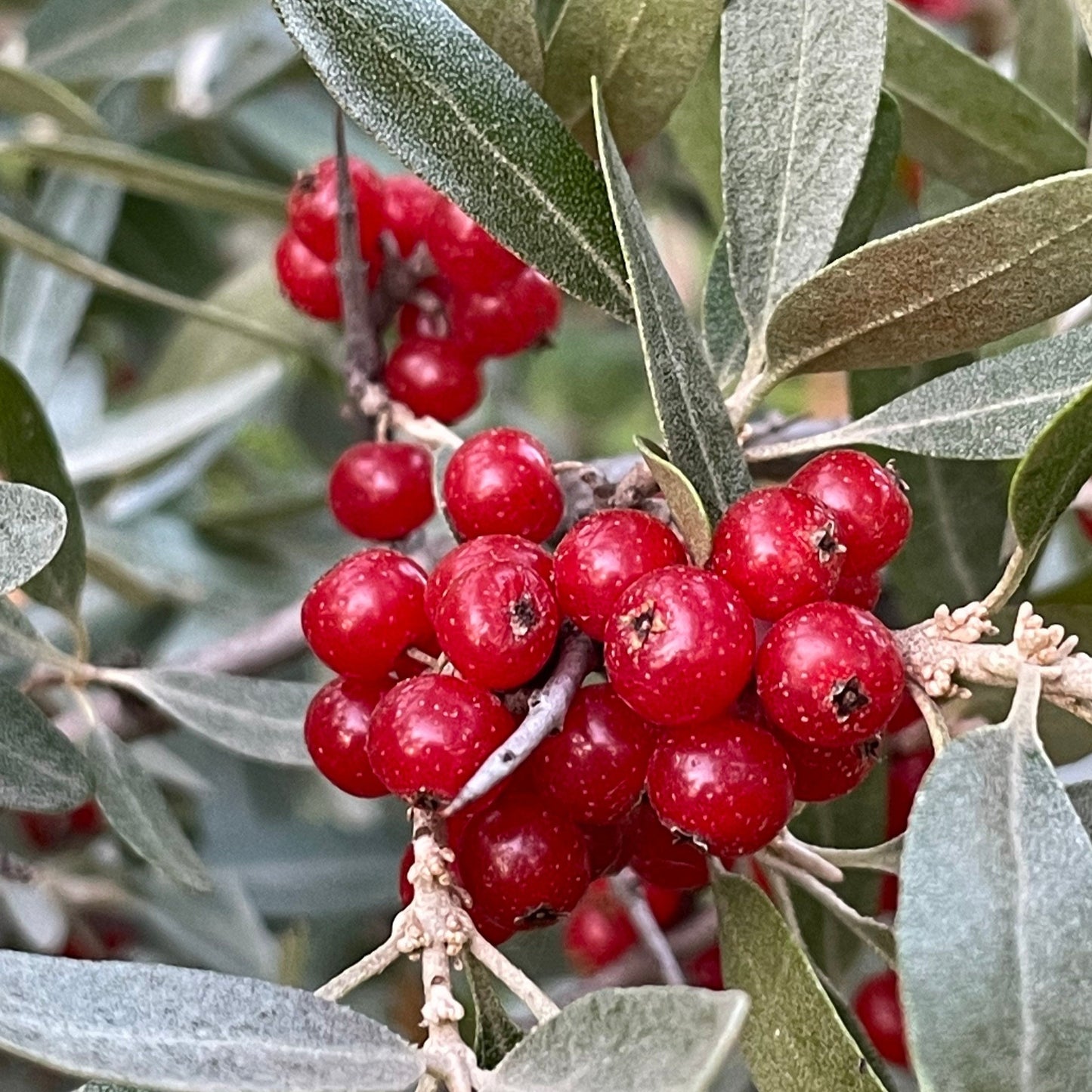 Silver Buffaloberry (Shepherdia argentea) - Variété de fruits rouges - 100+ graines