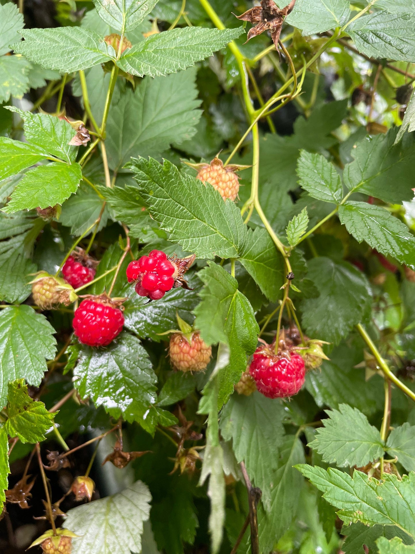 Wild Raspberry Seeds (Rubus idaeus) - Native Perennial  - Zone 3 - 150+ Seeds