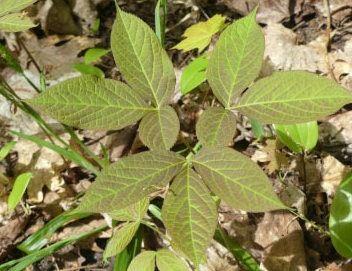Semillas de Zarzaparrilla Silvestre (Aralia nudicaulis) - Semillas de Plantas Perennes Nativas Silvestres - Zona de Hardiness 3 - Más de 50 Semillas