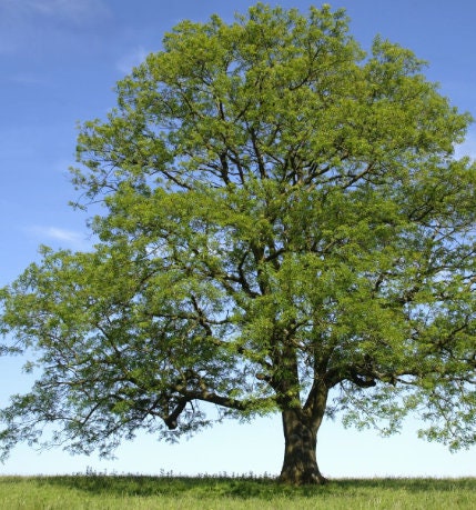 Green Ash Seeds (Fraxinus pennsylvanica) - 100+ Seeds