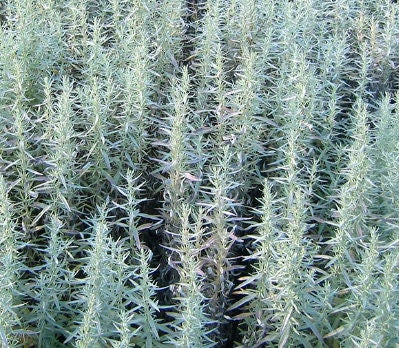 Prairie Sage Seeds (Artemisia ludoviciana) - 100+ Seeds