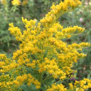 Goldenrod Seeds (Solidago sp.) - 200+ Seeds