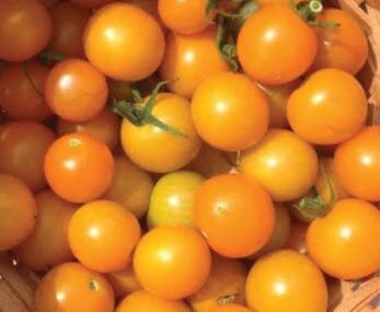 Sun Sugar Tomato Seeds - Cherry Tomato - Open Pollinated - 25+ Seeds
