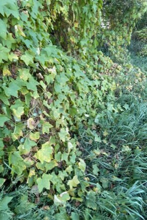 Graines de concombre sauvage - (Echinocystis lobata) - Annuelle - Ornementale - 10+ graines