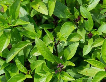 Thai Basil Seeds - Culinary Herb Seeds - Aromatic - Annual - 100+ Seeds