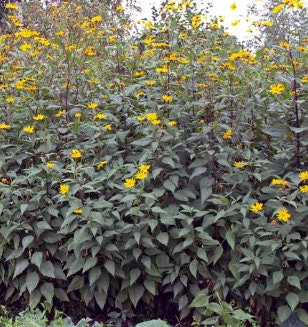Graines de topinambour (Helianthus tuberosus, topinambour) - 15+ graines