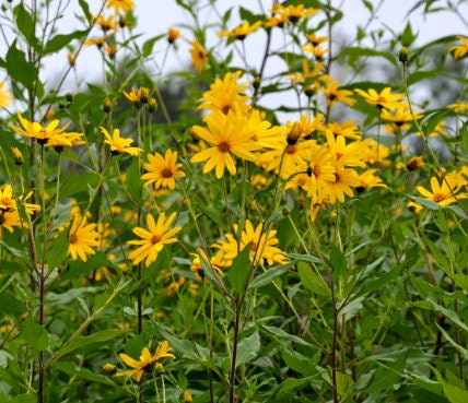 Graines de topinambour (Helianthus tuberosus, topinambour) - 15+ graines