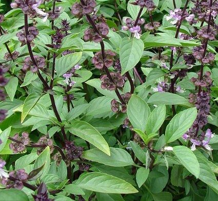 Thai Basil Seeds - Culinary Herb Seeds - Aromatic - Annual - 100+ Seeds