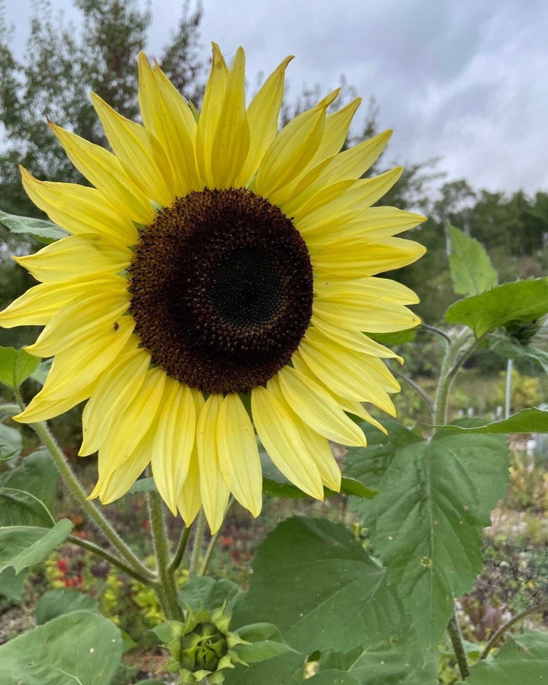 Muticolor Assorted Sunflower - 60+ Seeds