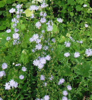 Graines de chicorée (Cichorium intybus) - 150+ graines