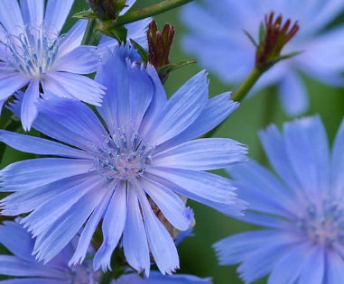 Graines de chicorée (Cichorium intybus) - 150+ graines