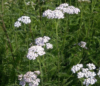 Graines d'achillée millefeuille (Achillea millefolium, Achillée millefeuille, Plumajillo) - 150+ graines