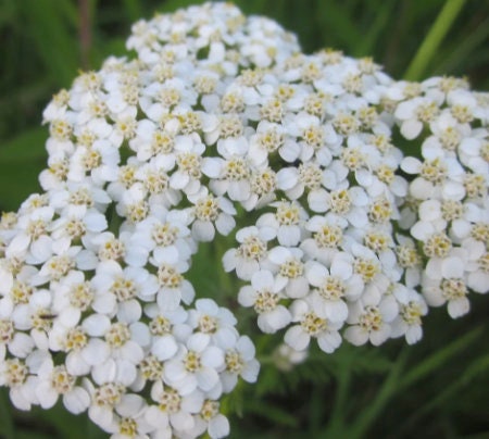Graines d'achillée millefeuille (Achillea millefolium, Achillée millefeuille, Plumajillo) - 150+ graines