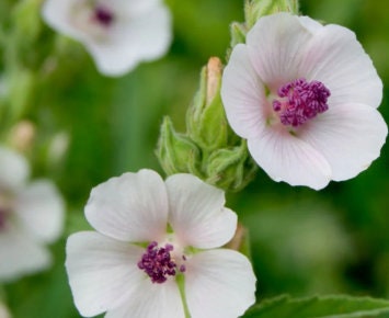 Marshmallow Seeds (Althaea officinalis, Common Marshmallow) - 150+ Seeds