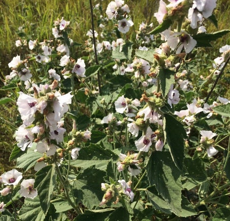 Marshmallow Seeds (Althaea officinalis, Common Marshmallow) - 150+ Seeds
