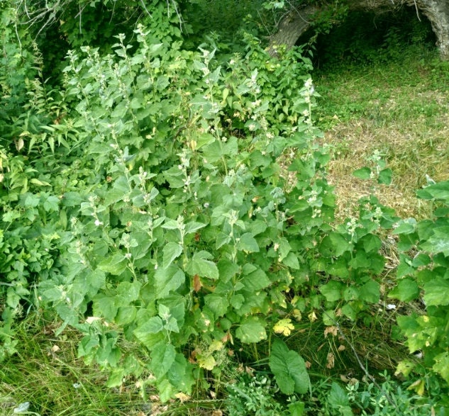 Marshmallow Seeds (Althaea officinalis, Common Marshmallow) - 150+ Seeds