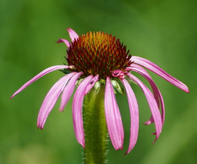 Graines d'échinacée (Echinacea pallida, échinacée violet pâle) - 40+ graines