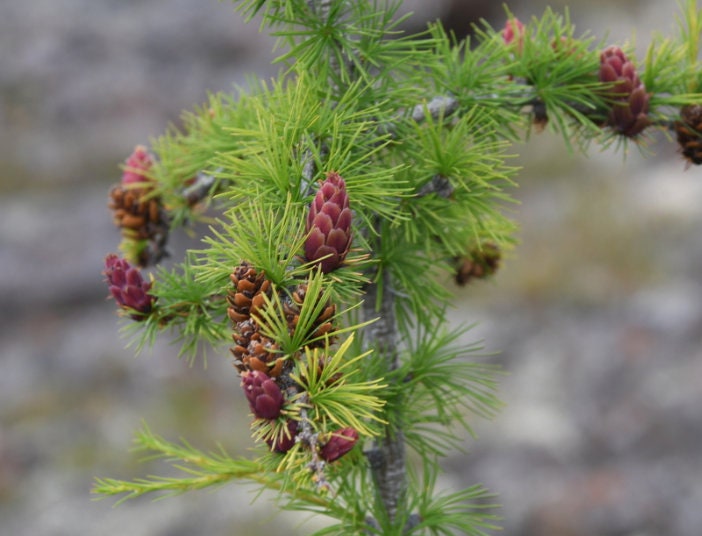 Dahurian Larch (Larix gmelinii, Olga Bay Larch) - Zone 1 - 75+ Seeds