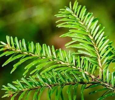 Semillas de abeto balsámico (Abies balsamea) - Más de 50 semillas