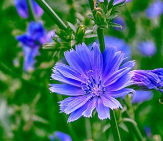 Graines de chicorée (Cichorium intybus) - 150+ graines