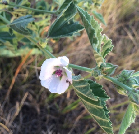 Marshmallow Seeds (Althaea officinalis, Common Marshmallow) - 150+ Seeds