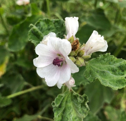Marshmallow Seeds (Althaea officinalis, Common Marshmallow) - 150+ Seeds