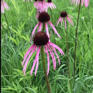 Graines d'échinacée (Echinacea pallida, échinacée violet pâle) - 40+ graines