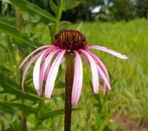 Graines d'échinacée (Echinacea pallida, échinacée violet pâle) - 40+ graines