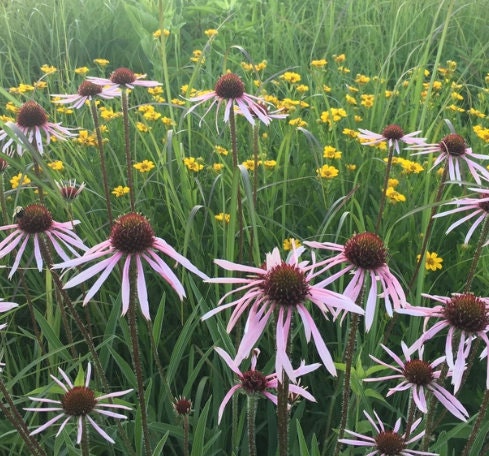 Graines d'échinacée (Echinacea pallida, échinacée violet pâle) - 40+ graines
