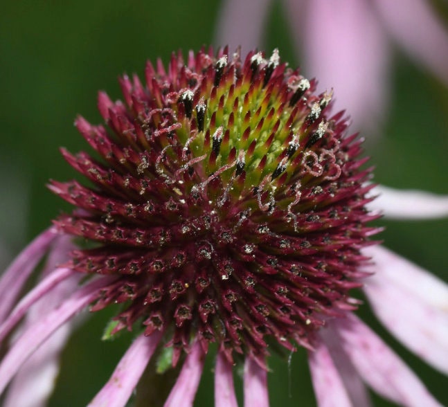 Graines d'échinacée (Echinacea pallida, échinacée violet pâle) - 40+ graines
