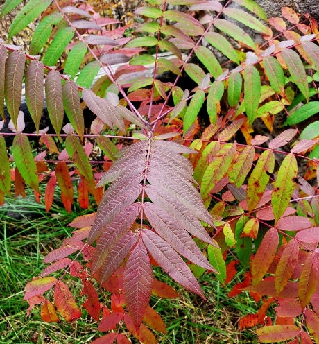 Semillas de zumaque liso (Rhus glabra): más de 100 semillas