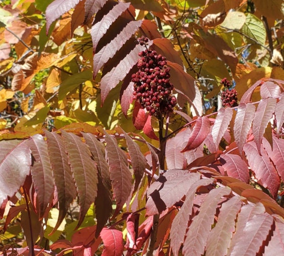 Semillas de zumaque liso (Rhus glabra): más de 100 semillas