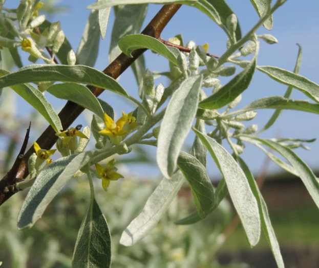 Graines d'olivier russe (Elaeagnus angustifolia) - 50+ graines