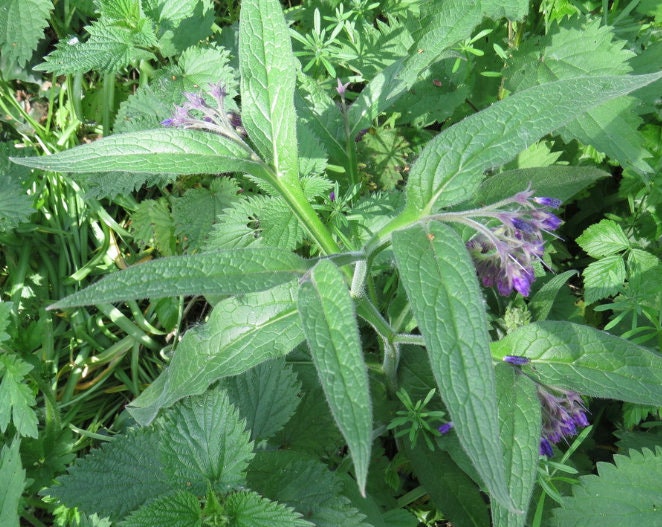 Comfrey (Symphytum officinale) - Zone 3 - Perennial - 10+ Seeds