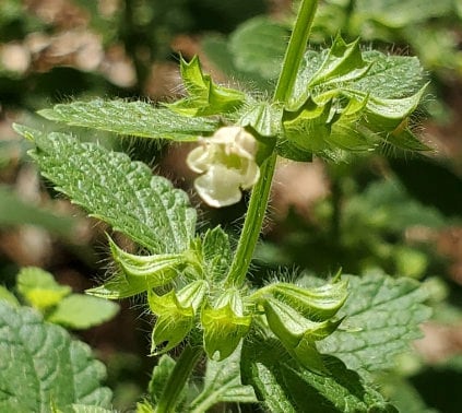 Lemon Balm (Melissa officinalis) - Annual / Perennial Zone 4 - 500+ Seeds
