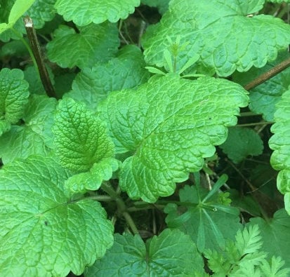 Lemon Balm (Melissa officinalis) - Annual / Perennial Zone 4 - 500+ Seeds