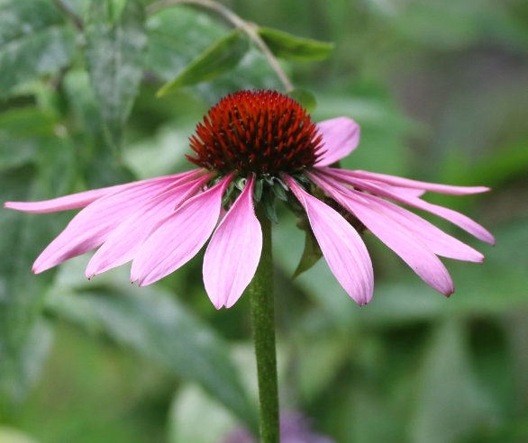 Semillas de Equinácea (Echinacea purpurea, Coneflower Púrpura) - Flor Perenne - Planta Medicinal - Zona 3 - Más de 40 Semillas
