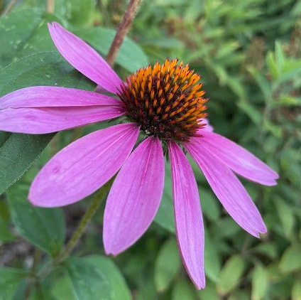 Semillas de Equinácea (Echinacea purpurea, Coneflower Púrpura) - Flor Perenne - Planta Medicinal - Zona 3 - Más de 40 Semillas