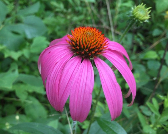 Semillas de Equinácea (Echinacea purpurea, Coneflower Púrpura) - Flor Perenne - Planta Medicinal - Zona 3 - Más de 40 Semillas