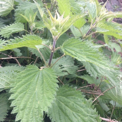 Graines d'ortie piquante (Urtica dioica) - Vivace - Zone 3 - 1000+ graines