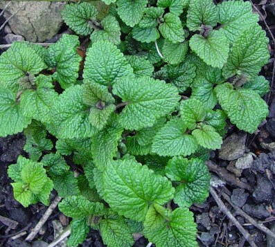 Lemon Balm (Melissa officinalis) - Annual / Perennial Zone 4 - 500+ Seeds
