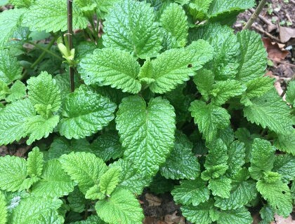 Lemon Balm (Melissa officinalis) - Annual / Perennial Zone 4 - 500+ Seeds