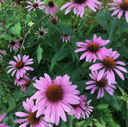 Semillas de Equinácea (Echinacea purpurea, Coneflower Púrpura) - Flor Perenne - Planta Medicinal - Zona 3 - Más de 40 Semillas