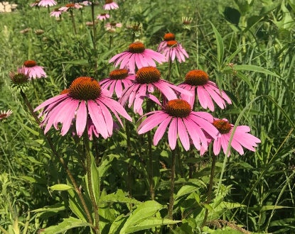Semillas de Equinácea (Echinacea purpurea, Coneflower Púrpura) - Flor Perenne - Planta Medicinal - Zona 3 - Más de 40 Semillas