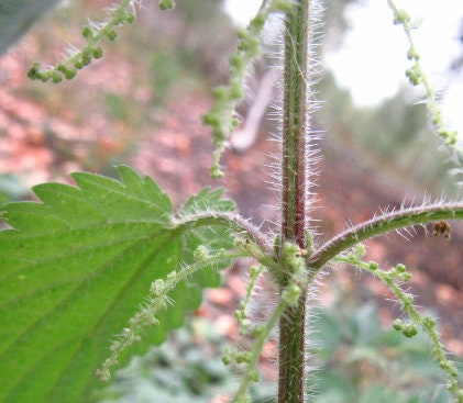 Stinging Nettle Seeds (Urtica dioica) - Perennial - Zone 3 - 1000+ Seeds