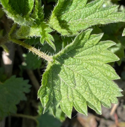 Stinging Nettle Seeds (Urtica dioica) - Perennial - Zone 3 - 1000+ Seeds