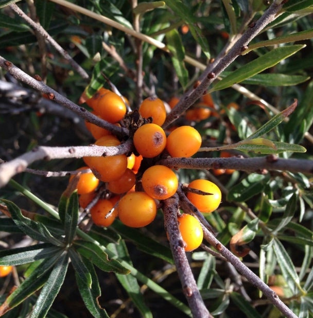Argousier sauvage (Hippophae rhamnoides) - Graines d'arbres - Zone de rusticité 3 - 75+ graines