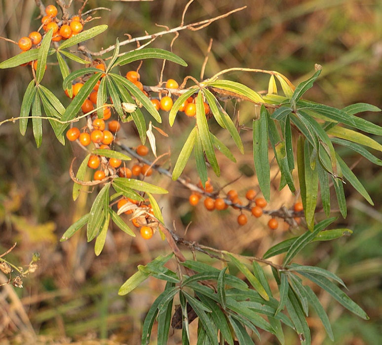 Argousier sauvage (Hippophae rhamnoides) - Graines d'arbres - Zone de rusticité 3 - 75+ graines